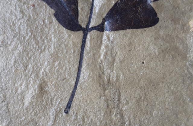 Cardiospermum coloradensis (KNOWLTON 1923) - Bild © FossNet FossilienStore